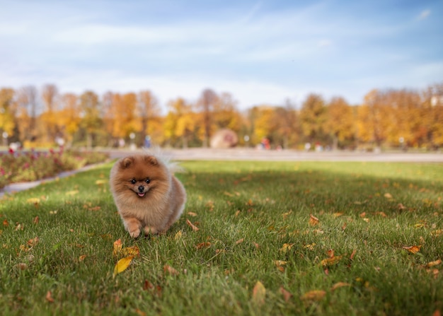 Perro Pomerania caminando en el parque otoño. Perro hermoso y lindo