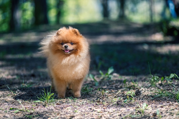 Perro Pomerania caminando en un parque. Perro hermoso