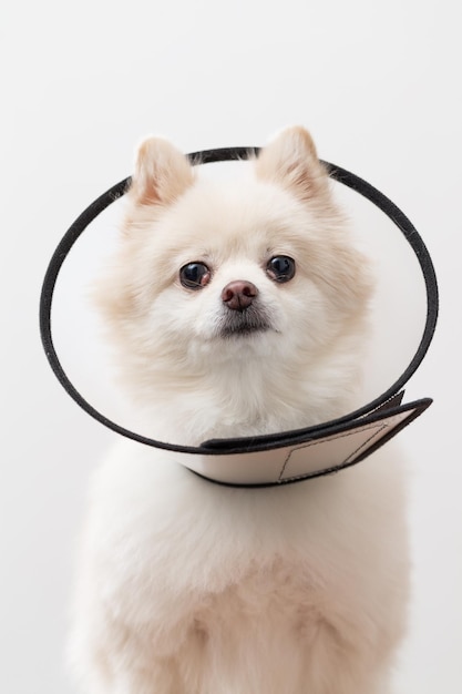 Perro pomerania con collar espacial