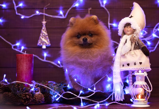 Perro Pomerania en decoraciones de Navidad sobre fondo de madera. Perro de navidad. Feliz año nuevo