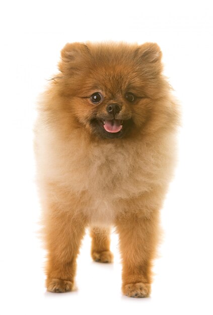 Foto perro pomerania en estudio