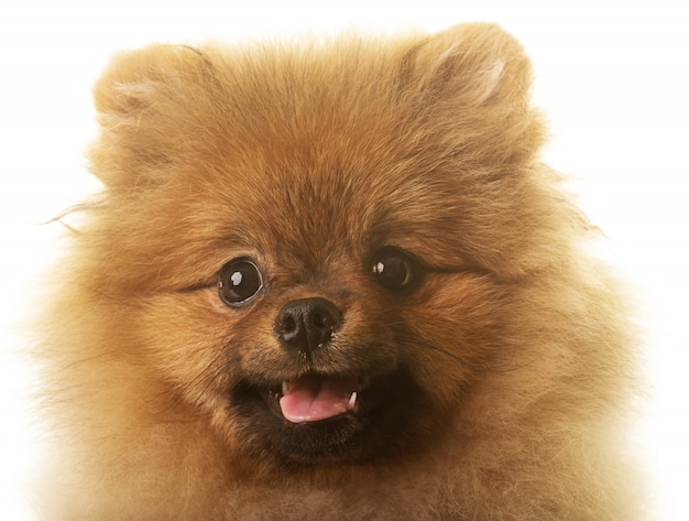 perro Pomerania en estudio