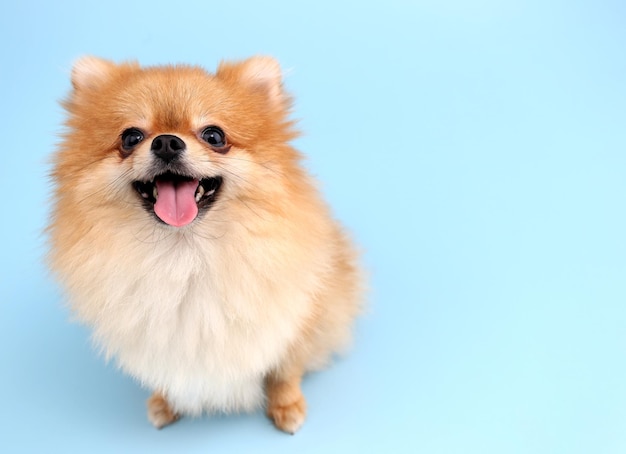 Perro Pomerania con fondo azul.