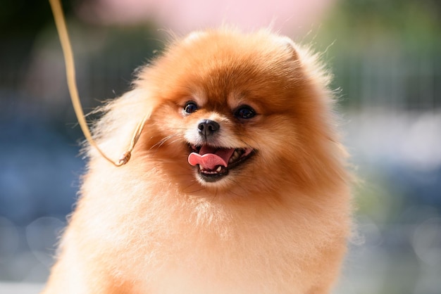 Un perro Pomerania iluminado por el sol con una correa saca la lengua