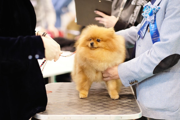 Perro Pomerania durante la inspección por parte de los jueces en el ring en la exposición canina