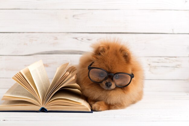 Perro pomerania inteligente con un libro.