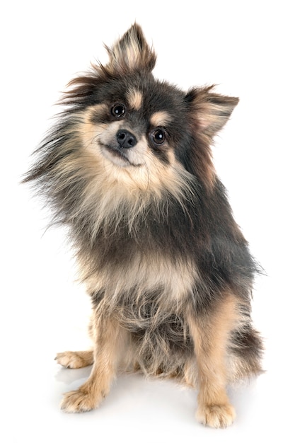 Perro pomerania joven