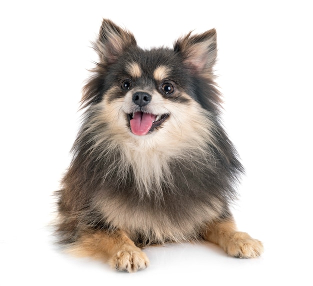 Perro pomerania joven