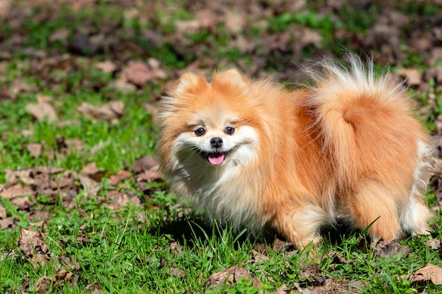 Un perro Pomerania con una lengua rosa se para en la hierba