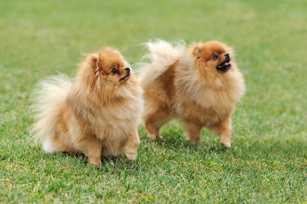 Perro Pomerania marrón en la hierba verde de verano