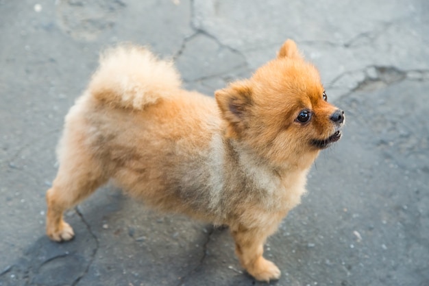 Perro Pomerania parado en la calle