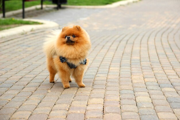 Perro Pomerania en un parque. Lindo y hermoso perro