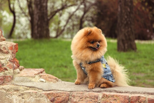 Perro Pomerania en un parque. Lindo y hermoso perro