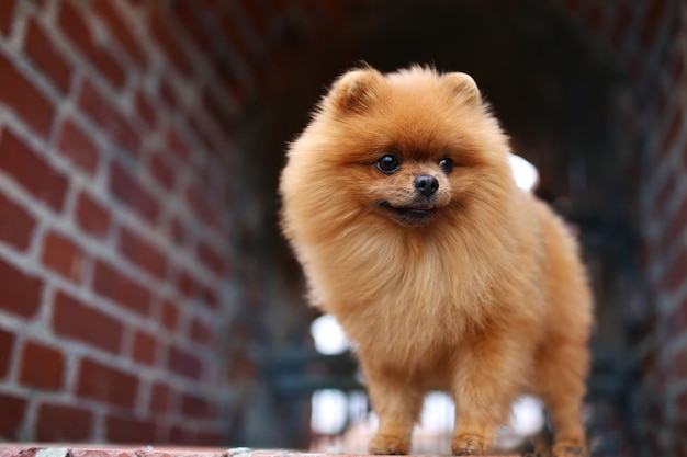 Perro Pomerania en un paseo. Perro al aire libre Perro hermoso