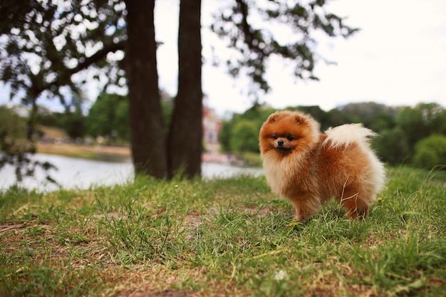 Perro Pomerania en un paseo. Perro al aire libre Perro hermoso