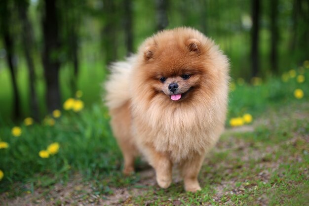 Perro Pomerania en un paseo. Perro al aire libre Perro hermoso