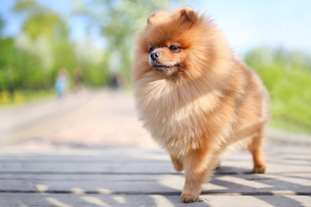 Perro Pomerania en un paseo. Perro al aire libre Perro hermoso