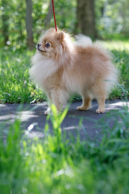 un perro pomerania en un paseo