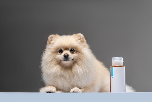 Perro Pomerania Producto de peluquería canina