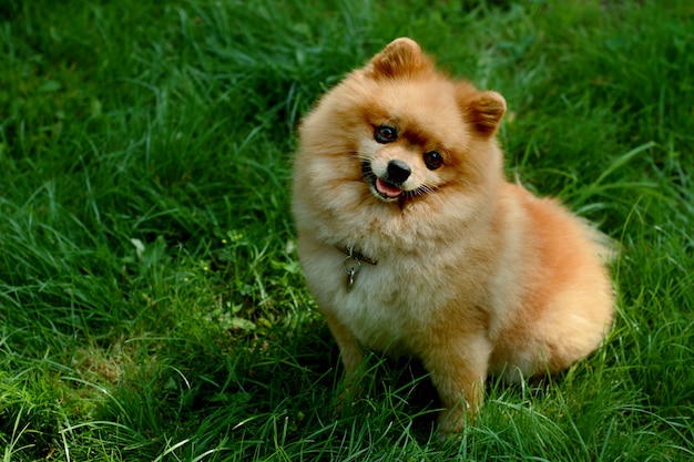 Perro Pomerania rojo sentado sobre la hierba verde