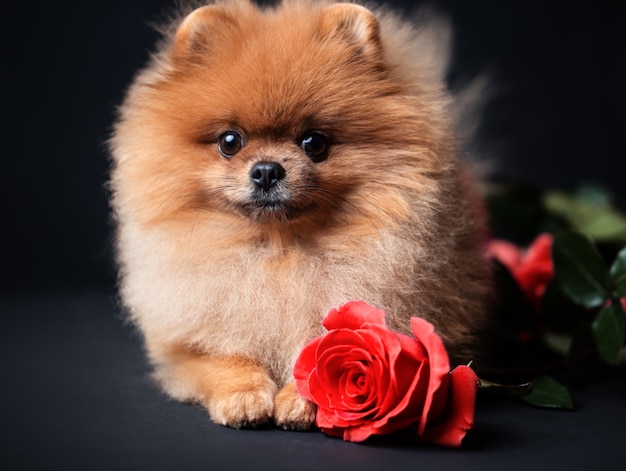 Perro Pomerania con rosas púrpuras sobre fondo oscuro. Perro con flores