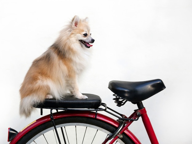 Foto perro de pomerania sentado en la bicicleta.