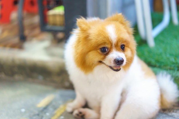 Perro Pomerania sentado en el piso de concreto