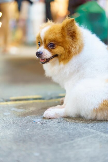 Perro Pomerania sentado en el piso de concreto