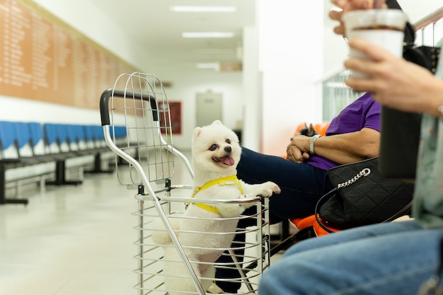 Perro Pomerania se sienta en el carro del perro