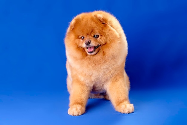 Perro Pomerania sobre un fondo azul con un nuevo peinado