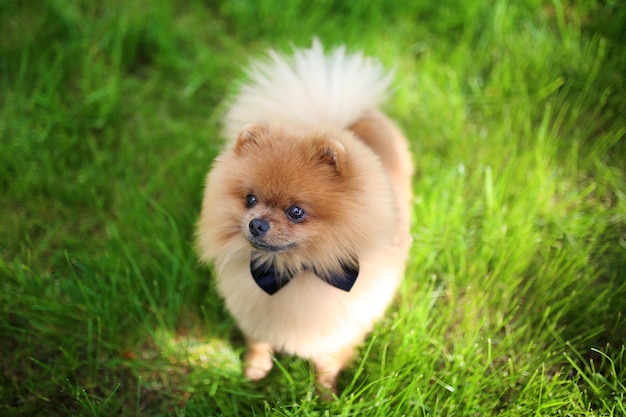 Perro Pomerania sobre hierba verde. Perro al aire libre Perro hermoso. Perro de Pomerania