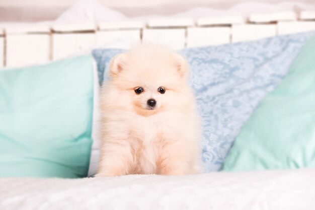 Perro pomerania spitz en casa