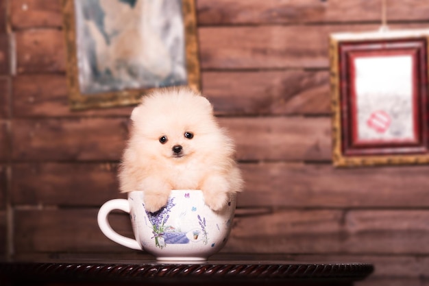 Foto perro pomerania spitz en casa