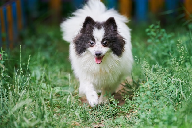 Perro Pomerania Spitz en el césped del jardín