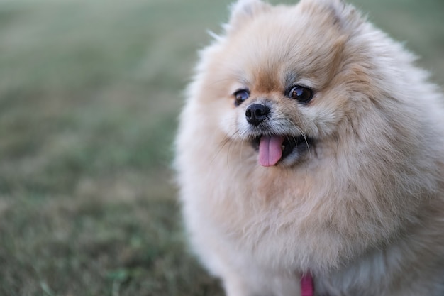 Foto perro pomerania spitz en el césped del parque