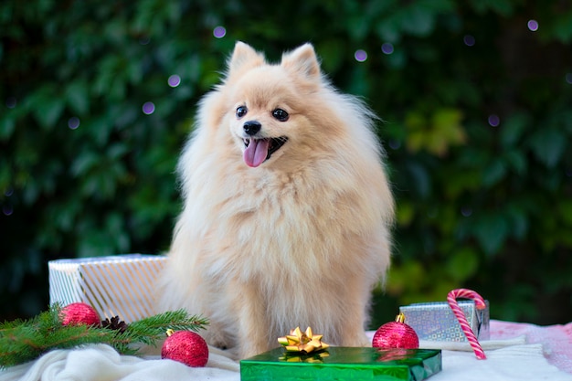 Perro Pomerania Spitz en un entorno navideño