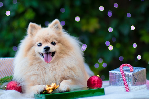 Perro Pomerania Spitz en un entorno navideño