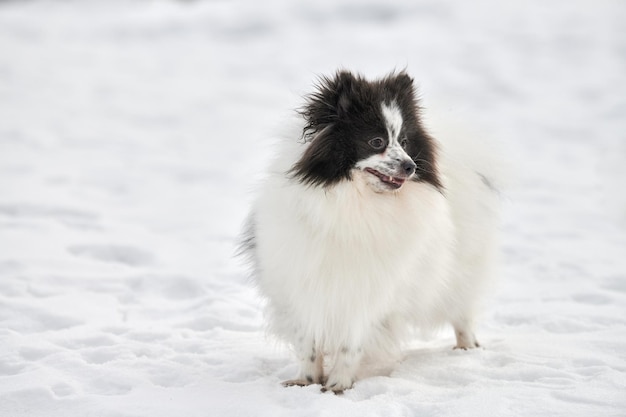 Perro Pomerania Spitz en invierno caminando al aire libre retrato de tamaño completo espacio de copia izquierda