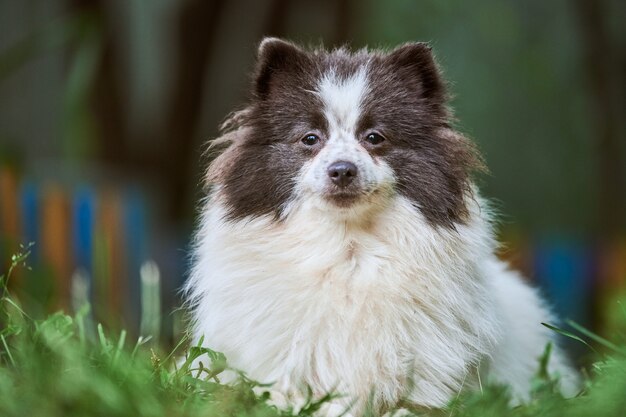 Perro Pomerania Spitz en el jardín