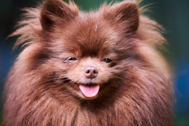 Perro Pomerania Spitz en el jardín