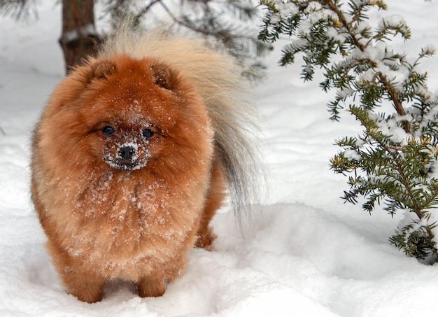 Foto perro de pomerania spitz joven en la nieve.