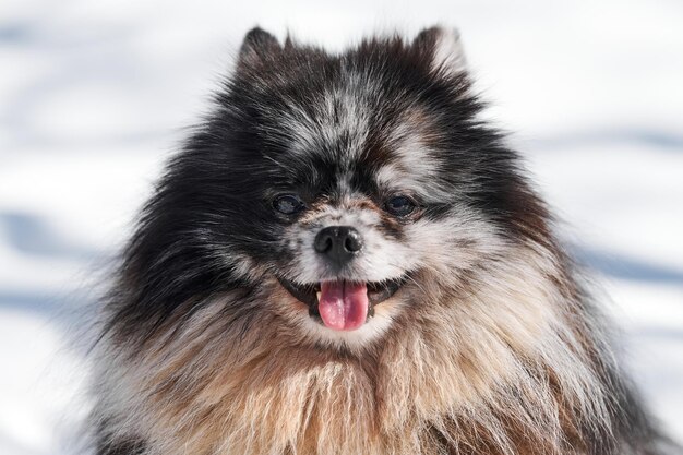 Perro Pomerania Spitz primer plano retrato lindo mármol negro con cachorro tan Spitz sentado en la nieve