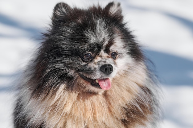 Perro Pomerania Spitz primer plano retrato lindo mármol negro con cachorro tan Spitz sentado en la nieve