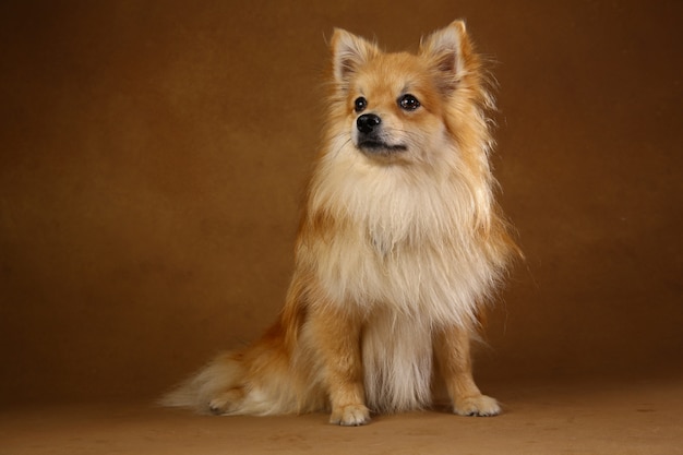 Foto perro pomerania spitz sobre fondo marrón en studio