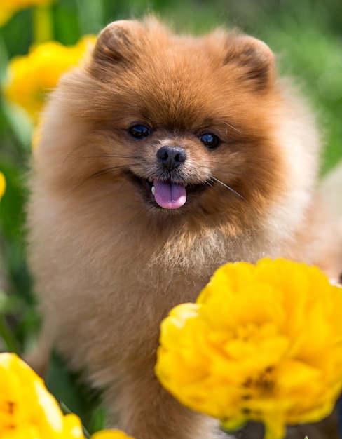 Perro Pomerania en tulipanes. Perro con flores en un parque