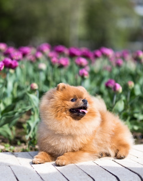 Perro Pomerania en tulipanes. Perro con flores en un parque