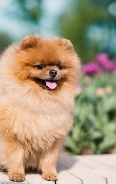 Perro Pomerania en tulipanes. Perro con flores en un parque