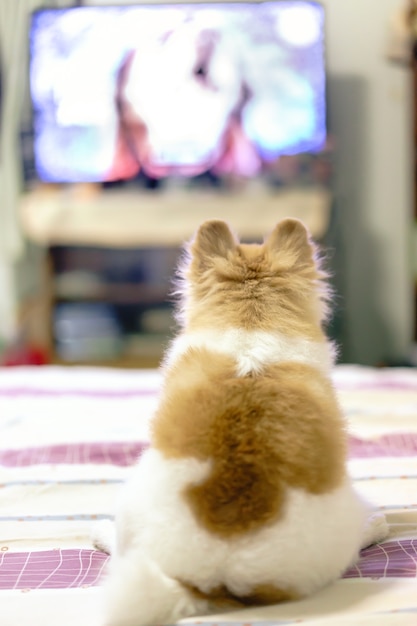 Perro de Pomerania viendo series de televisión en la cama