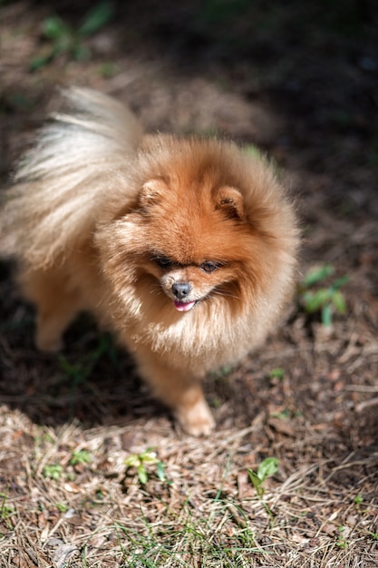 Perro Pomerania