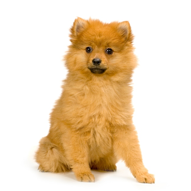 Perro de Pomerania